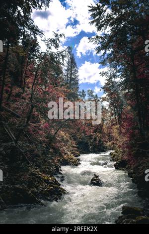 Wild River in the Forest - Vintgar Gorge, Slovenia Stock Photo