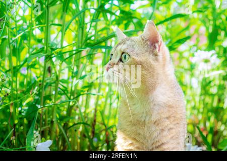 Portrait of a beautiful golden colored British cat among the grass. Golden chinchilla Stock Photo