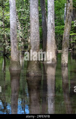 Bald cypress and tupelo trees, on the Boardwalk Trail, in Congaree National Park, South Carolina. Stock Photo