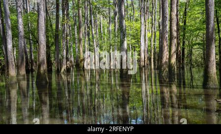 Bald cypress and tupelo trees, on the Boardwalk Trail, in Congaree National Park, South Carolina. Stock Photo