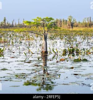 Swamp Tree, Okefenokee National Wildlife Refuge, Georgia. Stock Photo