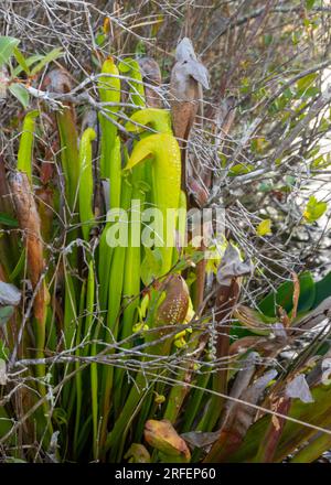 Carnivorous Hooded Pitcher Plant, in the Okefenokee National Wildlife Refuge, Georgia. Stock Photo