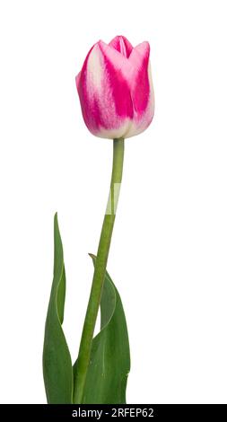 Isolated flower. Lilac single tulip on a white background Stock Photo