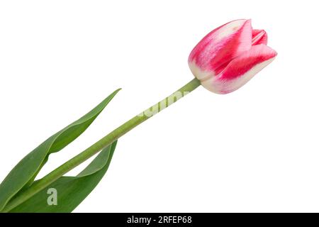 Isolated flower. Lilac single tulip on a white background Stock Photo