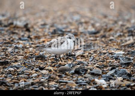 Least Sandpiper hunts for food amongst seashells, at Main Beach, on Amelia Island, Florida. Stock Photo