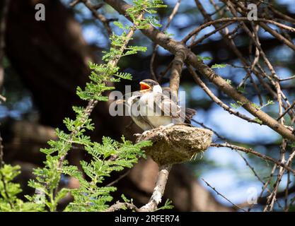 Northern White-crowned Shrikes are co-operative breeders. This means that the extended family all help to raise the next generation. Stock Photo