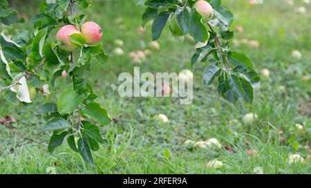 Organic apples on branches with fallen fruits in the background on a summer afternoon. Stock Photo
