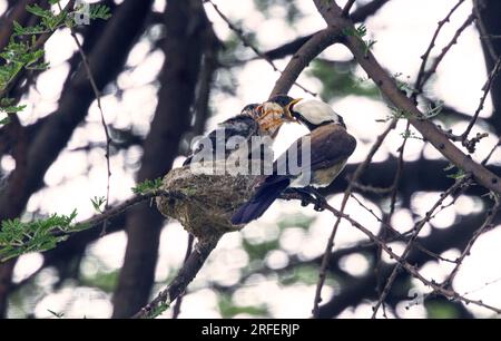 Northern White-crowned Shrikes are co-operative breeders. This means that the extended family all help to raise the next generation. Stock Photo