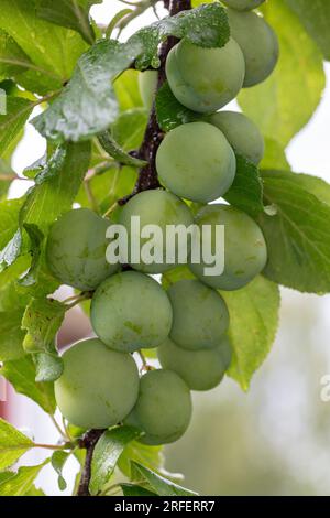 'Reine Claude d'Oullins' Greengage, Plommon (Prunus domestica) Stock Photo