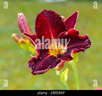 'Ed Murray' Daylily, Daglilja (Hemerocallis) Stock Photo