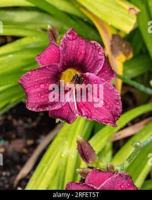 'Purple Rain' Daylily, Daglilja (Hemerocallis) Stock Photo