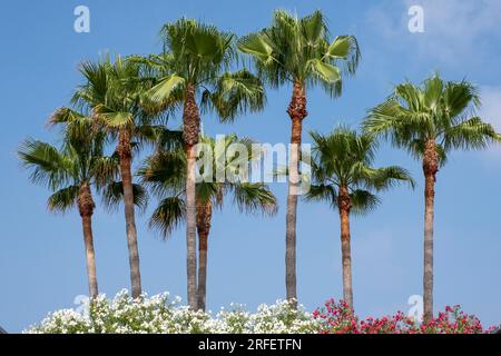 Spain, Valencia province, Canet d'En Berenguer , palm trees and flower bed Stock Photo