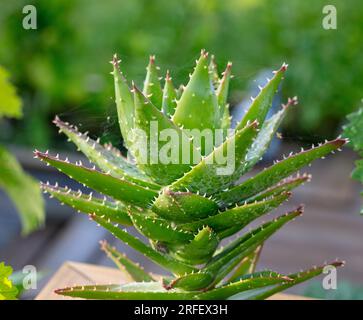 Short-leaved Aloe, Kortbladig aloe (Aloë brevifolia) Stock Photo