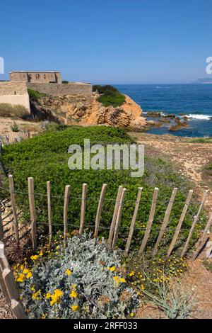 France, Var, Sanary sur Mer, Pointe de la Cride, battery dated 19th century, Bandol bay, La Ciotat, ganivelles, Senecio Cineraria Stock Photo