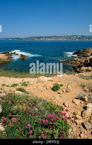 France, Var, Sanary sur Mer, Pointe de la Cride, Centranthus ruber Stock Photo