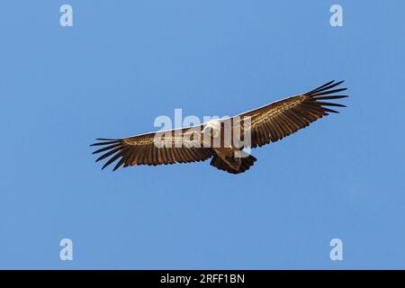 Spain, Castile and Leon, Hoyos del Espino, the Sierra de Gredos, Laguna Grande trek, Eurasian griffon vulture (Gyps fulvus) Stock Photo
