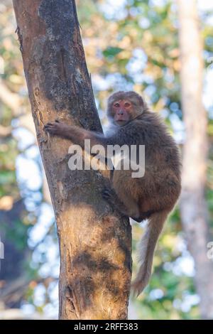 Nepal, Terai region, Bardia or Bardiya National Park, Rhesus macaque, in the forest Stock Photo