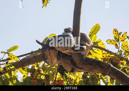 Nepal, Terai region, Bardia or Bardiya National Park, Forest, Indian Python (Python molurus), Resting in a tree near a waterhole Stock Photo