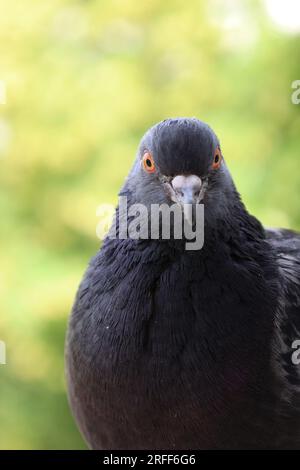 Pigeon extreme closeup portrait, summer atmosphere, pigeons head, sunny day, pigeon beautiful portrait, pigeons eyes in macro Stock Photo