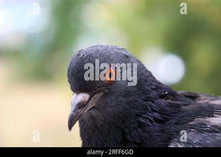 Pigeon extreme closeup portrait, summer atmosphere, pigeons head, sunny day, pigeon beautiful portrait, pigeons eyes in macro Stock Photo
