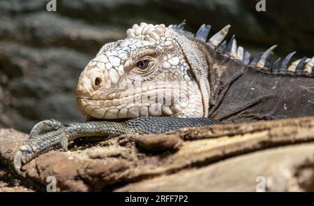 The Lesser Antillean iguana - Iguana delicatissima Stock Photo