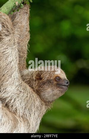 Brown-throated three-toed sloth  (Bradypus variegatus) on tree, Costa Rica - stock photo