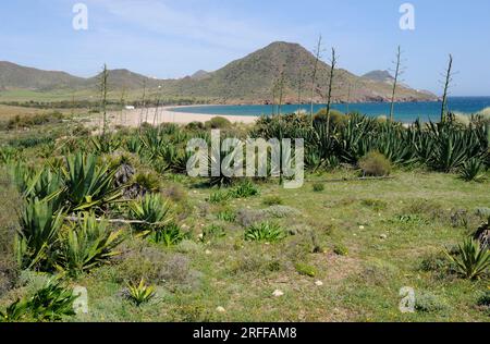 Ensenada y playa de Los Genoveses with naturalised sisal plants (Agave sisalana). Cabo de Gata-Nijar Natural Park, Almeria province, Andalucia, Spain. Stock Photo