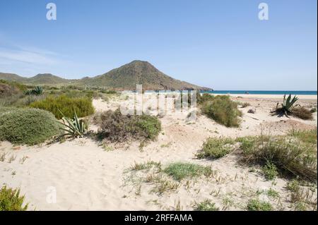 Ensenada y playa de Los Genoveses, dunes and psammophilous vegetation. Cabo de Gata-Nijar Natural Park, Almeria province, Andalucia, Spain. Stock Photo