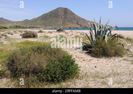 Ensenada y playa de Los Genoveses with psammophile vegetation. Cabo de Gata-Nijar Natural Park, Almeria province, Andalucia, Spain. Stock Photo