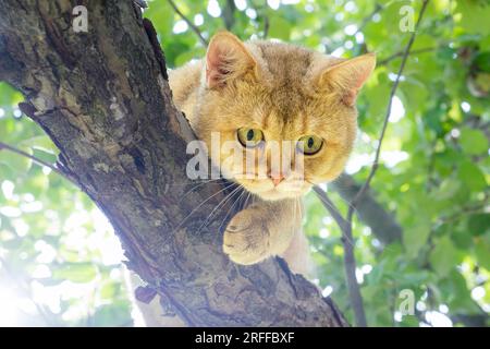 A beautiful British cat in a tree looks on with curiosity. Close-up of a golden chinchilla Stock Photo