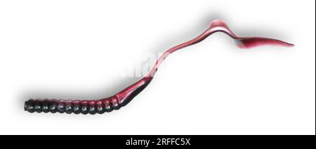 Black and purple rubber fishing worm rigged up with a hook to be fished  weedless Stock Photo - Alamy