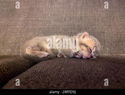 A newborn kitten sleeping in the nest Stock Photo