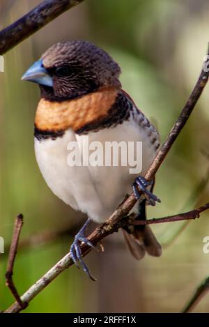 Chestnut-breasted mannikin, Chestnut-breasted munia, Bully Bird, Lonchura castaneothorax, wild, Malanda, Australia. Stock Photo