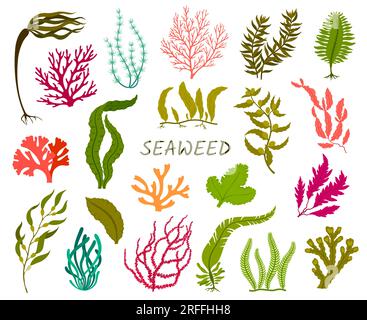 Underwater seaweed plants. Corral reef flora, isolated aquatic plant. Laminaria, macrocystis, fucus and codium, delesseria, rhodymenia, nitella and ca Stock Vector