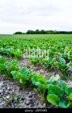 Rows of sugar beet bulbs on the ground in the fields. A plant whose root contains a high concentration of sucrose and grown for sugar production Stock Photo