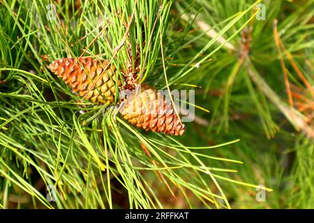 Autumnal colours, pair of pinecones on a branch. Golden, yellow, brown, green. Background blur. Stock Photo