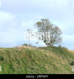 A solitary ash tree on a grassy hill   with a cloudy white, grey and blue sky above the horizon line. Stock Photo