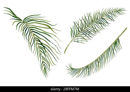 Sketch with Coconuts and Coconut Leaves. Line Drawing. Stock Vector -  Illustration of coco, exotic: 161723004