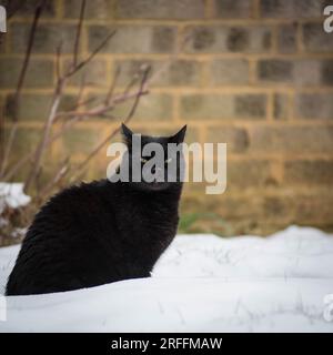 A black cat sitting in snow looking grumpy Stock Photo