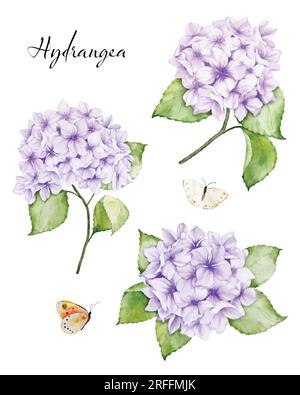 Set of beautiful watercolor floral bouquets with purple hydrangea flowers, branches leaves, and butterflies, watercolor painting. Vector isolated on w Stock Vector