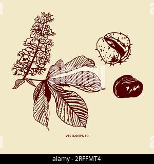Flower, leaf and fruit of chestnut tree. Vector illustration of chestnut plant. Design element for packaging paper, textiles, covers, food labels. Stock Vector