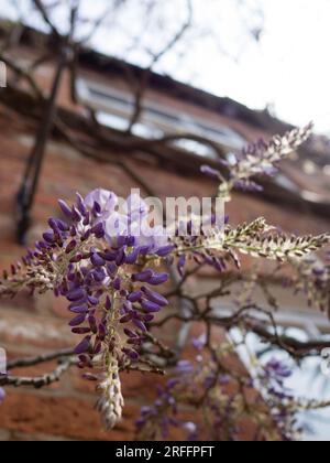 The White Lion Walk wisteria coming into bloom in Banbury Town centre. Stock Photo