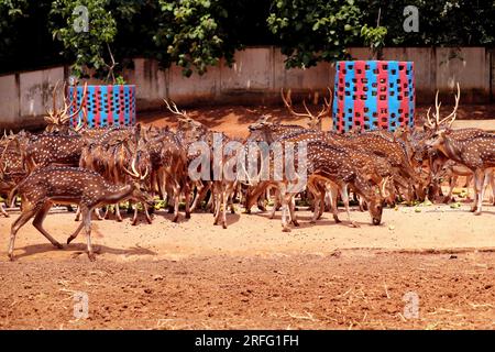 Deer is very common in the Sundarbans. It is one of the most beautiful dear in the world. They like to live in flock. Stock Photo