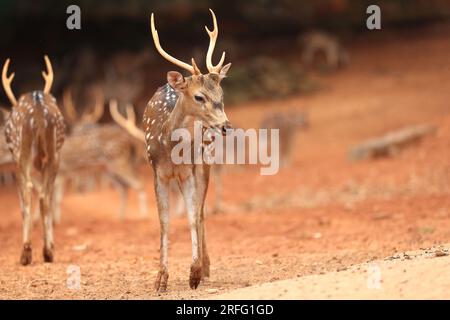 Deer is very common in the Sundarbans. It is one of the most beautiful dear in the world. They like to live in flock. Stock Photo