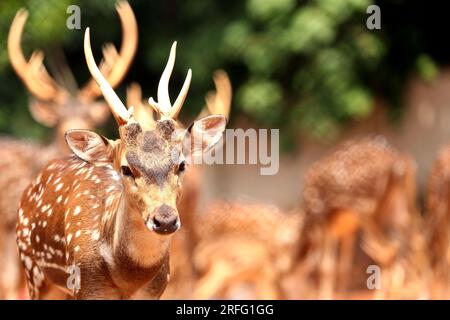 Deer is very common in the Sundarbans. It is one of the most beautiful dear in the world. They like to live in flock. Stock Photo