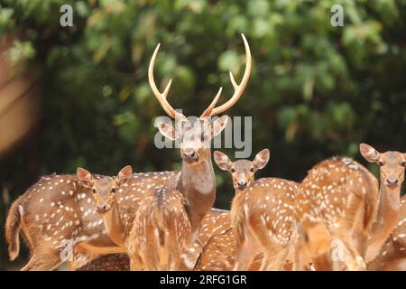 Deer is very common in the Sundarbans. It is one of the most beautiful dear in the world. They like to live in flock. Stock Photo