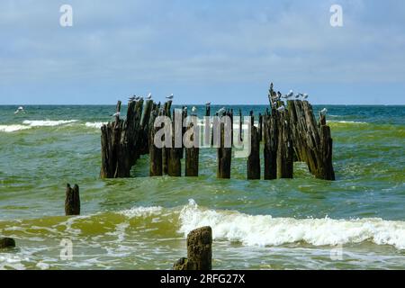 Seabirds sitting on an old wooden jetty Baltic Sea Latvia. Stock Photo