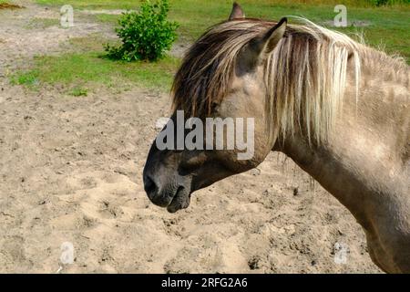 Close-up of a wild horse. Small wild horses or tarpans live in the Pape Nature Park in Latvia. Stock Photo