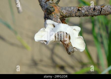 The vertebra of the spinal cord is suspended in a branch Stock Photo