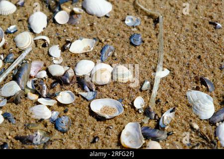 Lots of different shells and plastic drinking straws, garbage. on the coast of the Baltic Sea, Latvia. Stock Photo